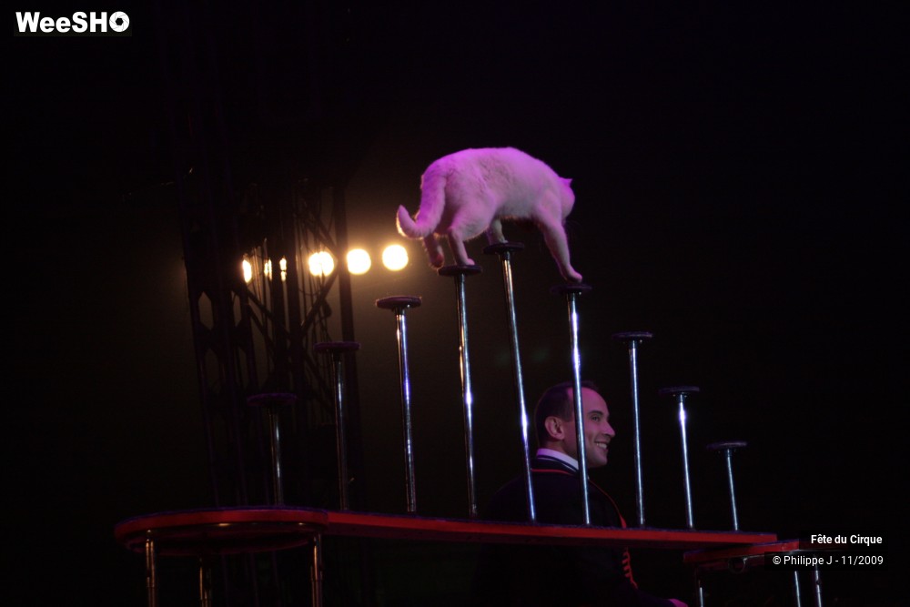 1/20 photos du spectacle Fête lilloise du cirque