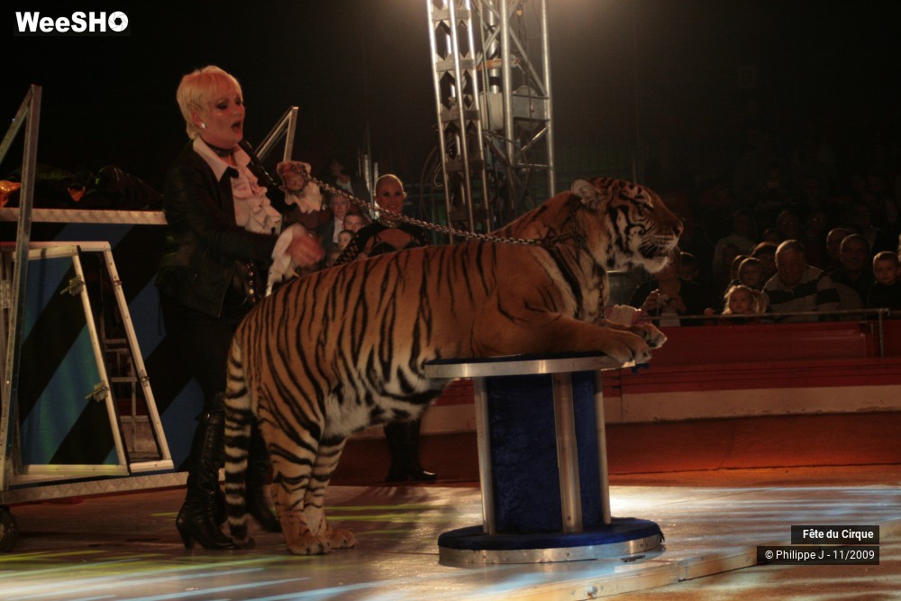 19/20 photos du spectacle Fête lilloise du cirque