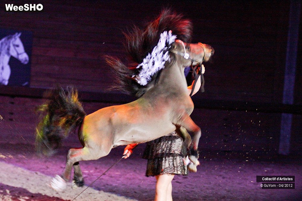 18/39 photos du spectacle Spectacle Equestre Juniors