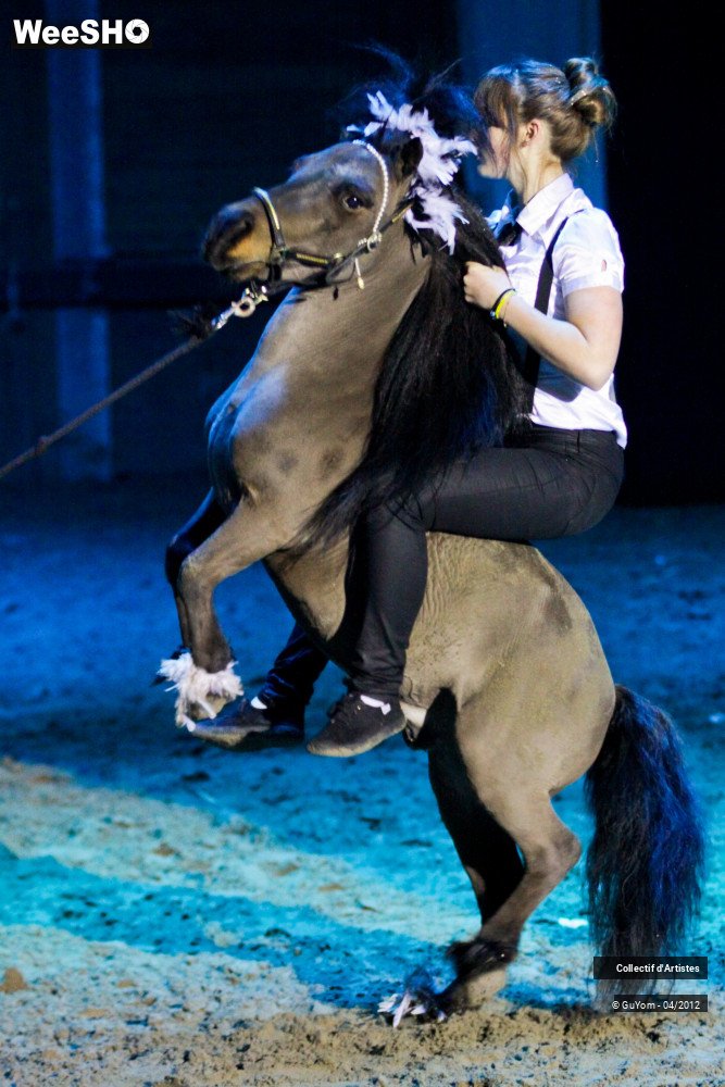 33/39 photos du spectacle Spectacle Equestre Juniors