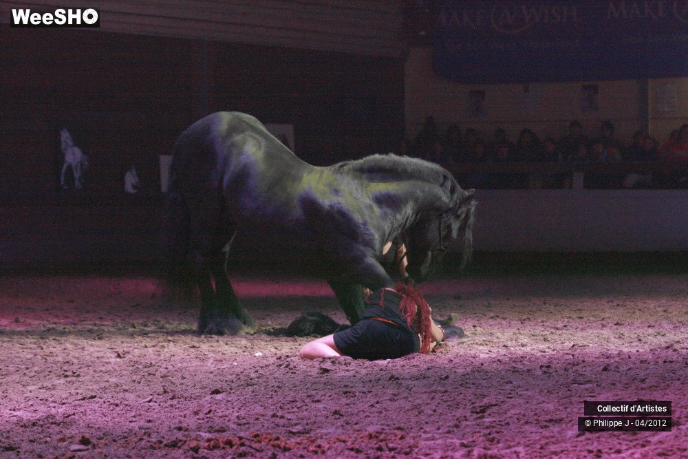 6/38 photos du spectacle Spectacle Equestre #1