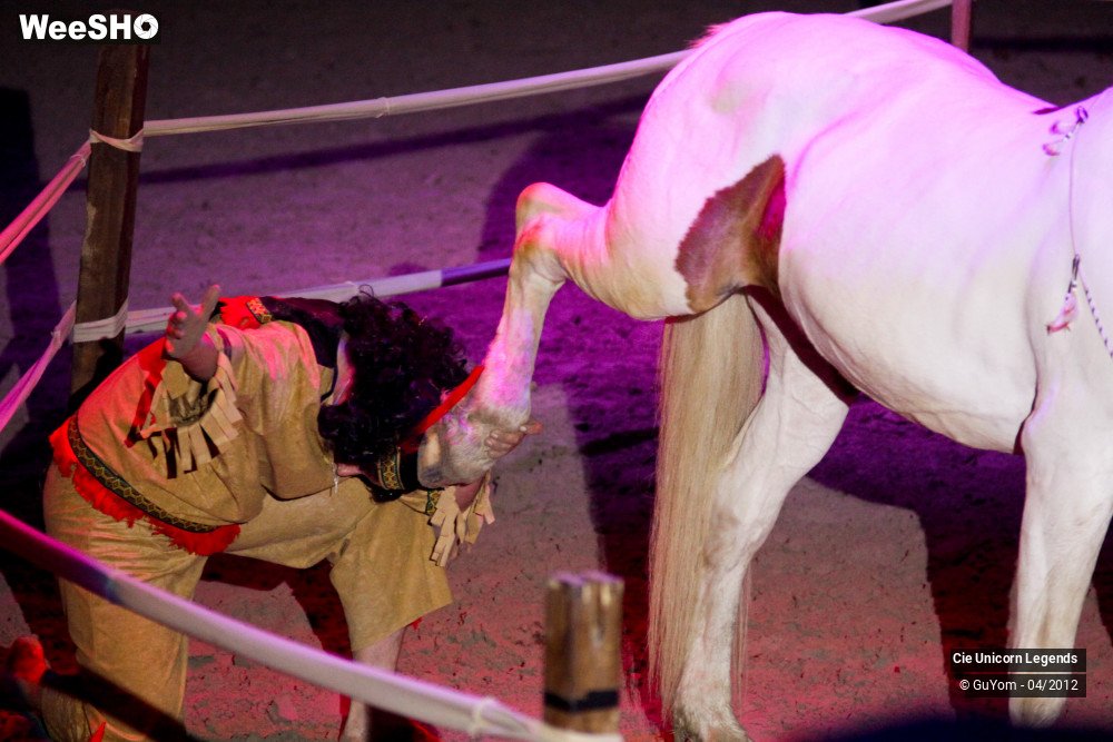 8/50 photos du spectacle Spectacle Equestre Confirmés