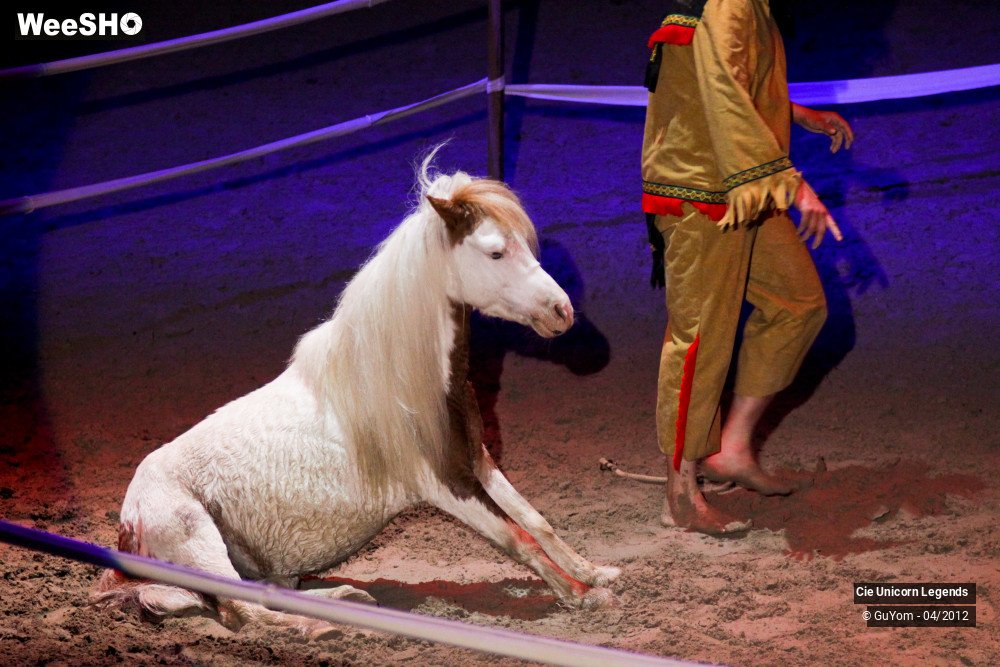 10/50 photos du spectacle Spectacle Equestre Confirmés