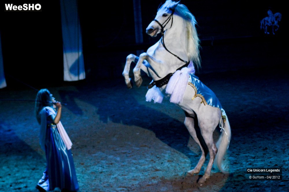 12/50 photos du spectacle Spectacle Equestre Confirmés