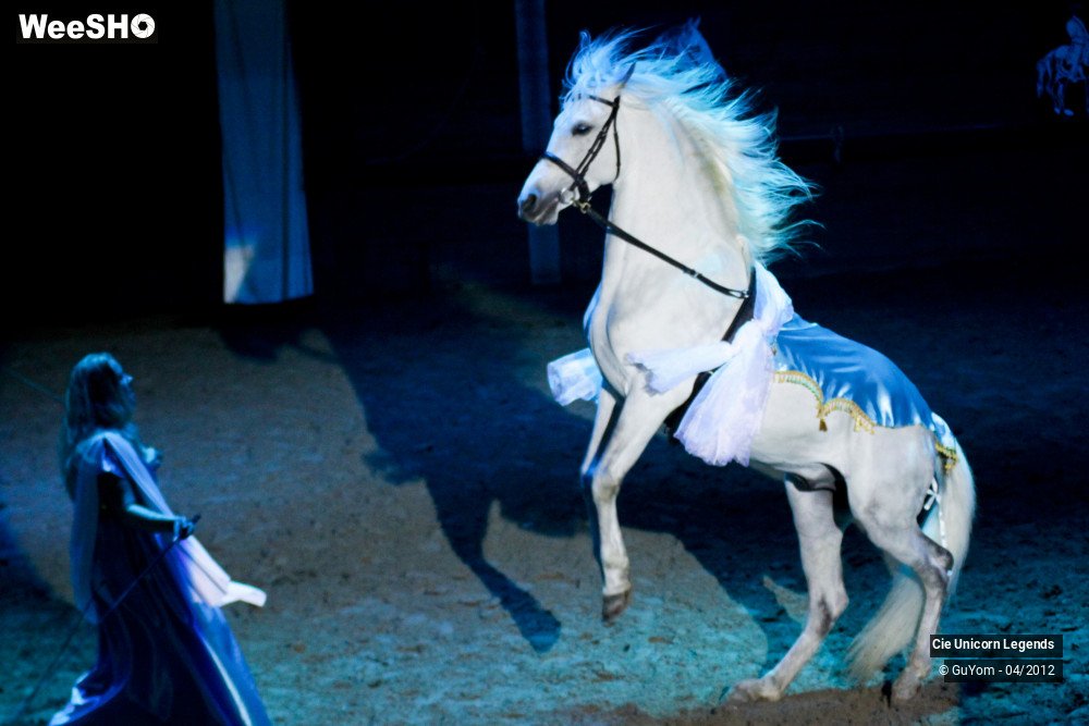 26/50 photos du spectacle Spectacle Equestre Confirmés