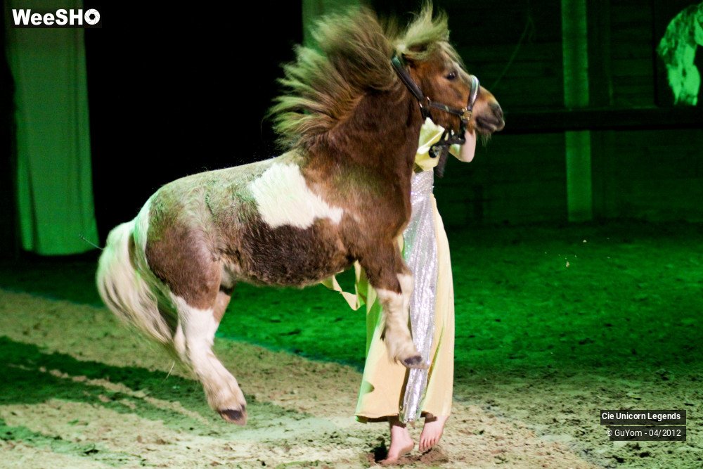 30/50 photos du spectacle Spectacle Equestre Confirmés