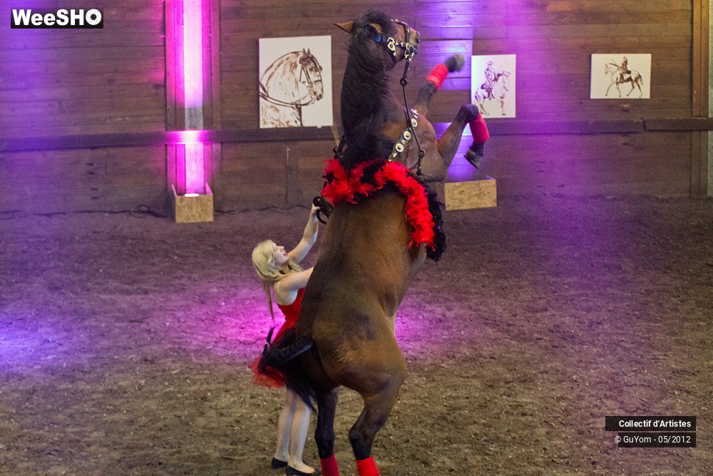 13/49 photos du spectacle Spectacle Equestre 2 Juniors