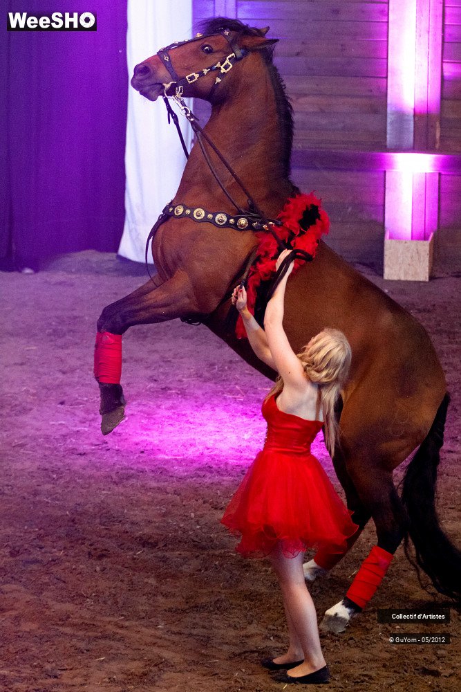41/49 photos du spectacle Spectacle Equestre 2 Juniors