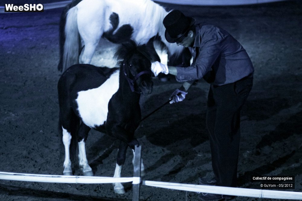 11/44 photos du spectacle Spectacle Equestre 2 Confirmés
