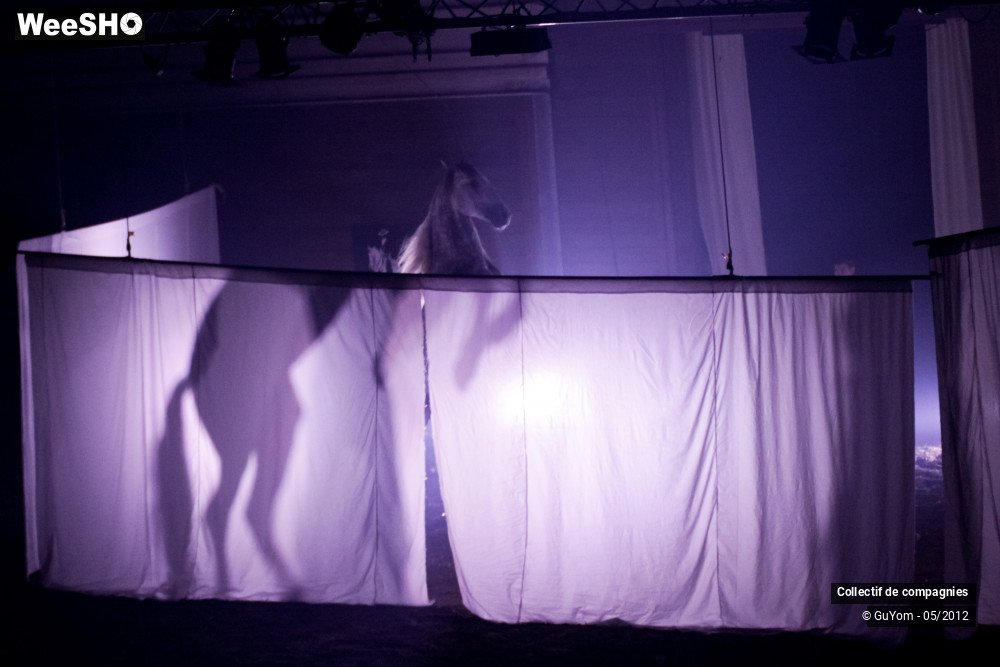 18/44 photos du spectacle Spectacle Equestre 2 Confirmés