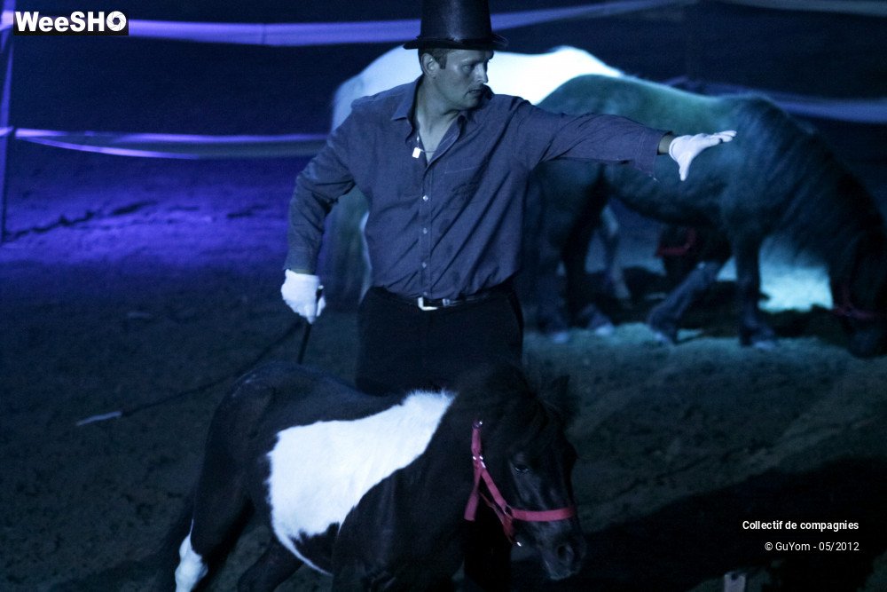 32/44 photos du spectacle Spectacle Equestre 2 Confirmés