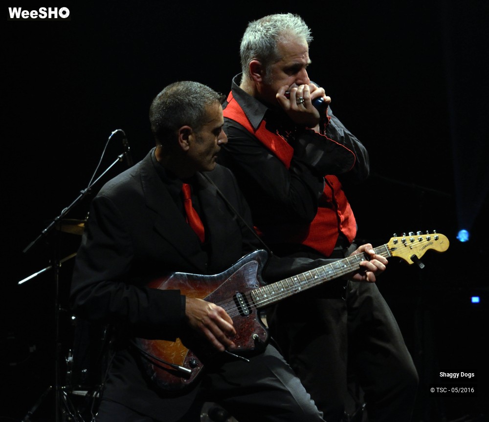 3/29 photos du spectacle Shaggy dogs