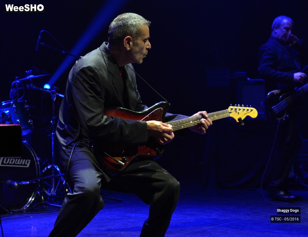 13/29 photos du spectacle Shaggy dogs