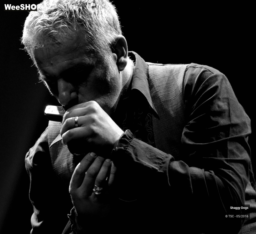 17/29 photos du spectacle Shaggy dogs