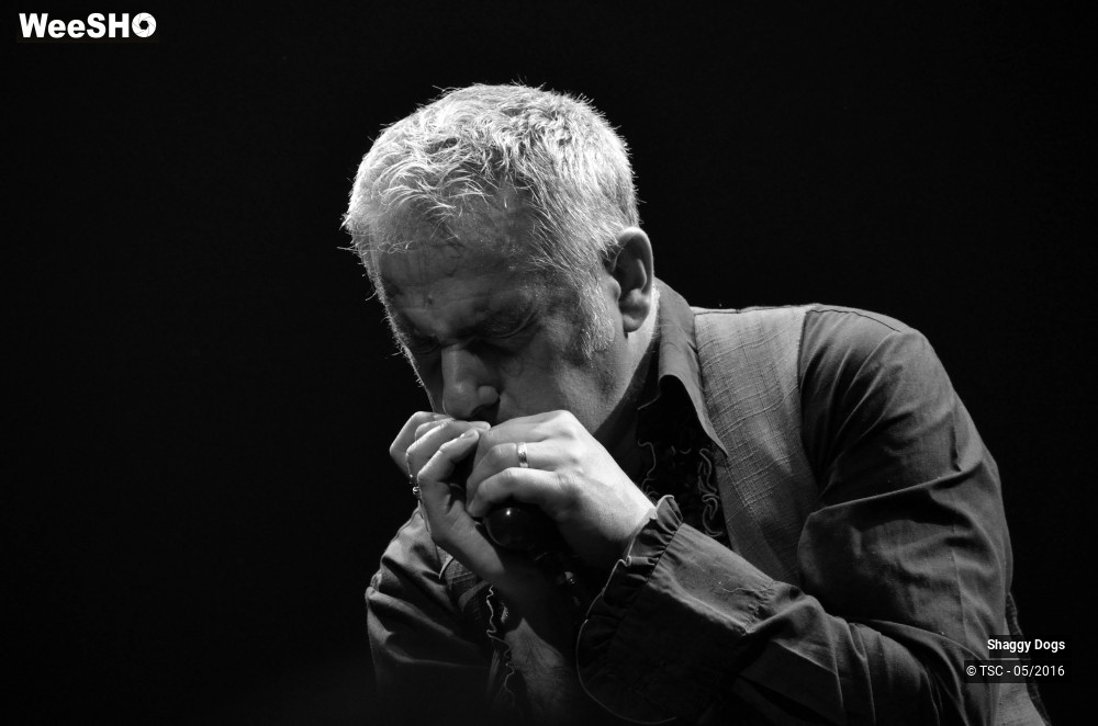26/29 photos du spectacle Shaggy dogs