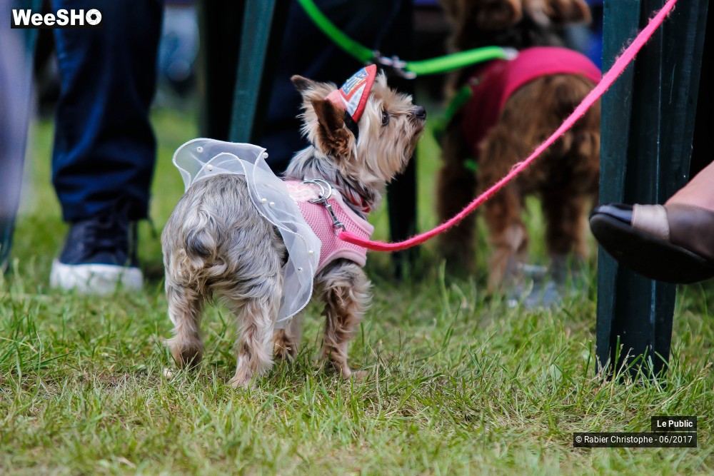 50/51 photos du spectacle Ambiance Festival Hainaut Belles Bretelles 2017