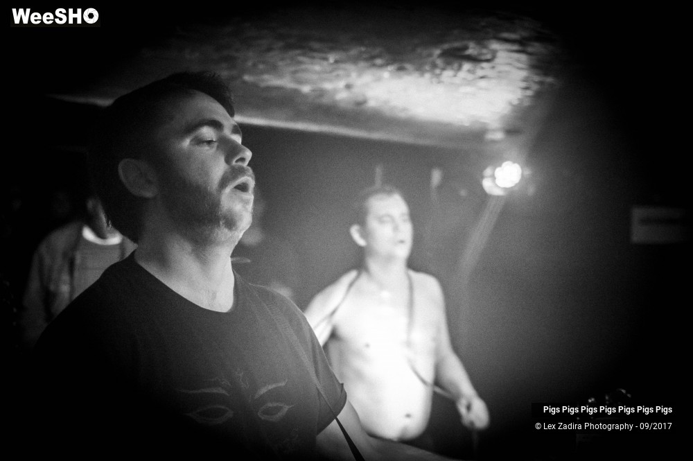 3/7 photos du spectacle Pigs Pigs Pigs Pigs Pigs Pigs Pigs
