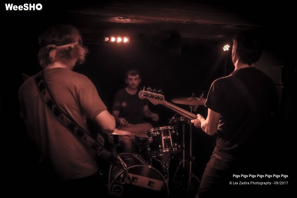 7/7 photos du spectacle Pigs Pigs Pigs Pigs Pigs Pigs Pigs