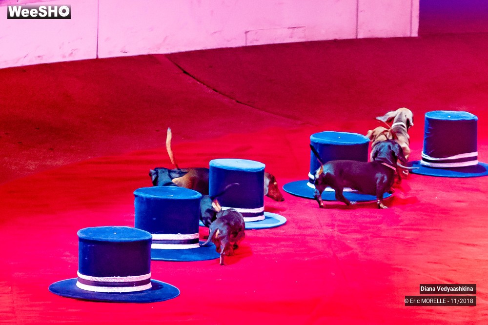 17/50 photos du spectacle Diana Vedyaashkina - Dressage