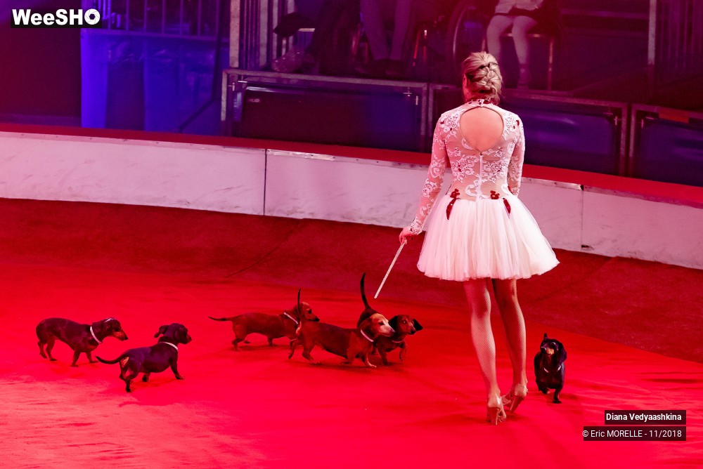 21/50 photos du spectacle Diana Vedyaashkina - Dressage