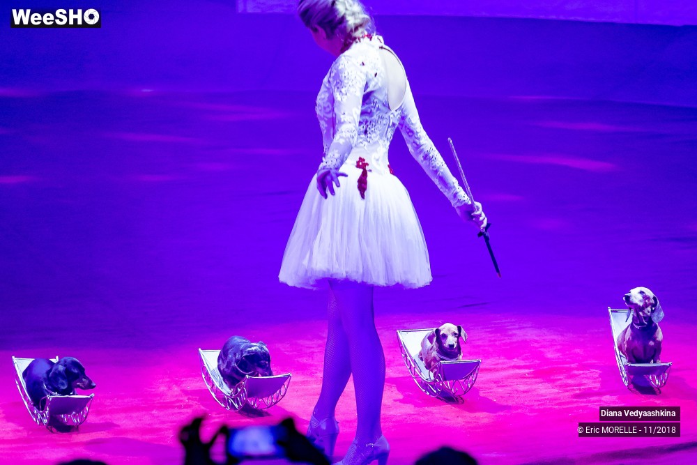 35/50 photos du spectacle Diana Vedyaashkina - Dressage