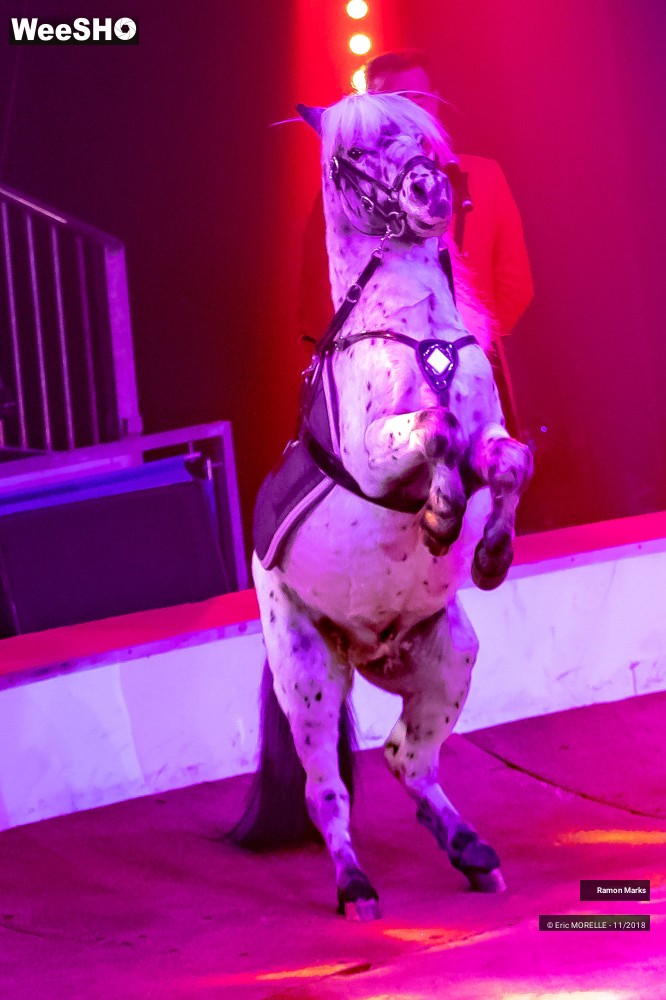 2/41 photos du spectacle Ramon Marks - dressage