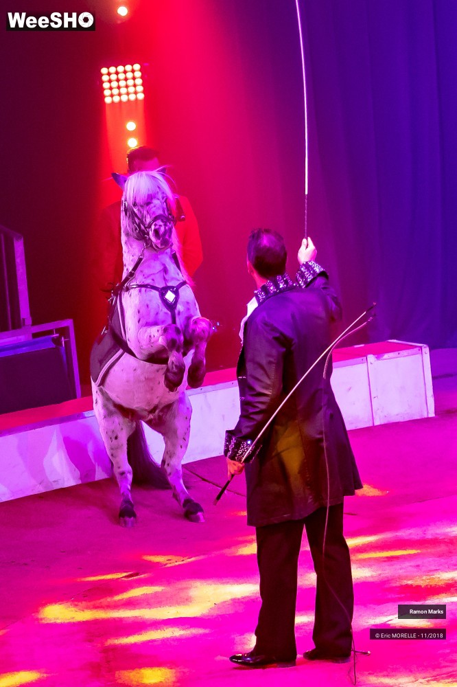 7/41 photos du spectacle Ramon Marks - dressage