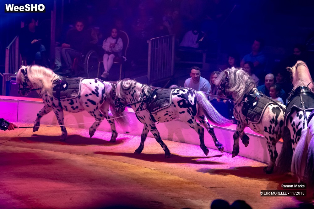 15/41 photos du spectacle Ramon Marks - dressage