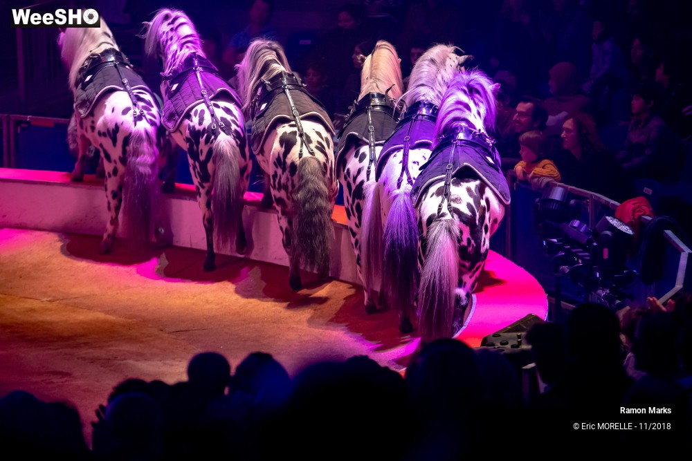 17/41 photos du spectacle Ramon Marks - dressage