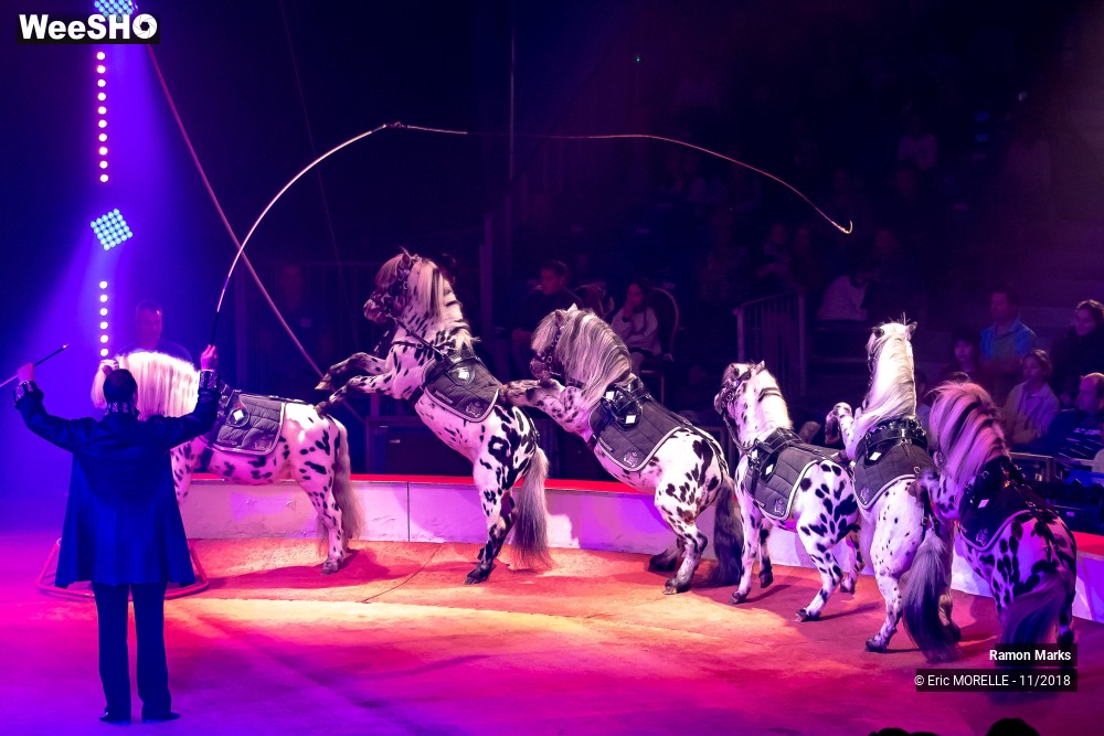 22/41 photos du spectacle Ramon Marks - dressage