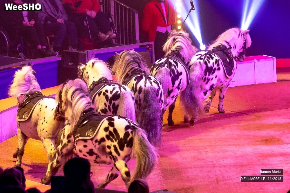 33/41 photos du spectacle Ramon Marks - dressage