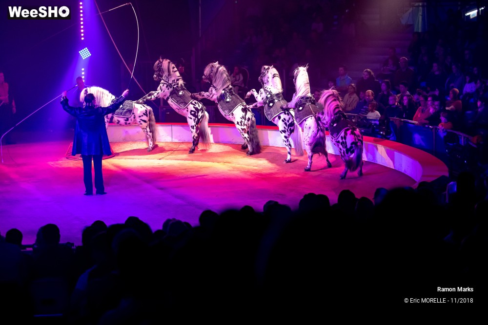 37/41 photos du spectacle Ramon Marks - dressage