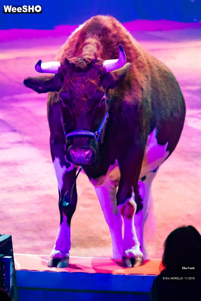 2/50 photos du spectacle Elba Frank  - dressage