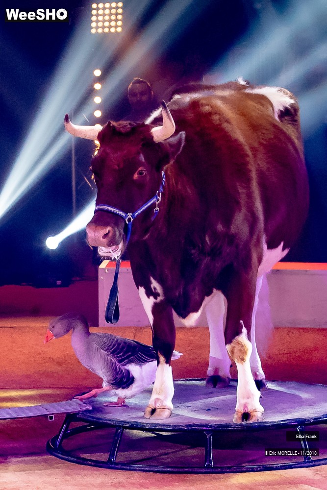 11/50 photos du spectacle Elba Frank  - dressage