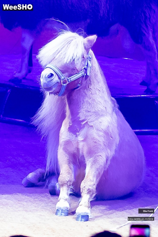 16/50 photos du spectacle Elba Frank  - dressage