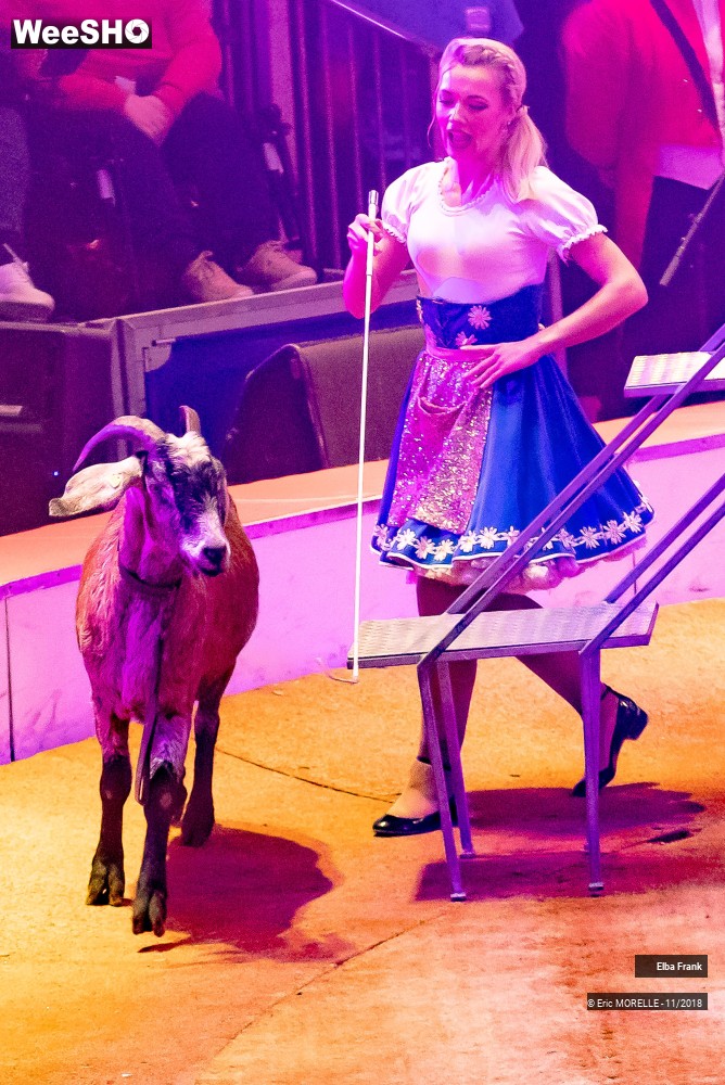 18/50 photos du spectacle Elba Frank  - dressage