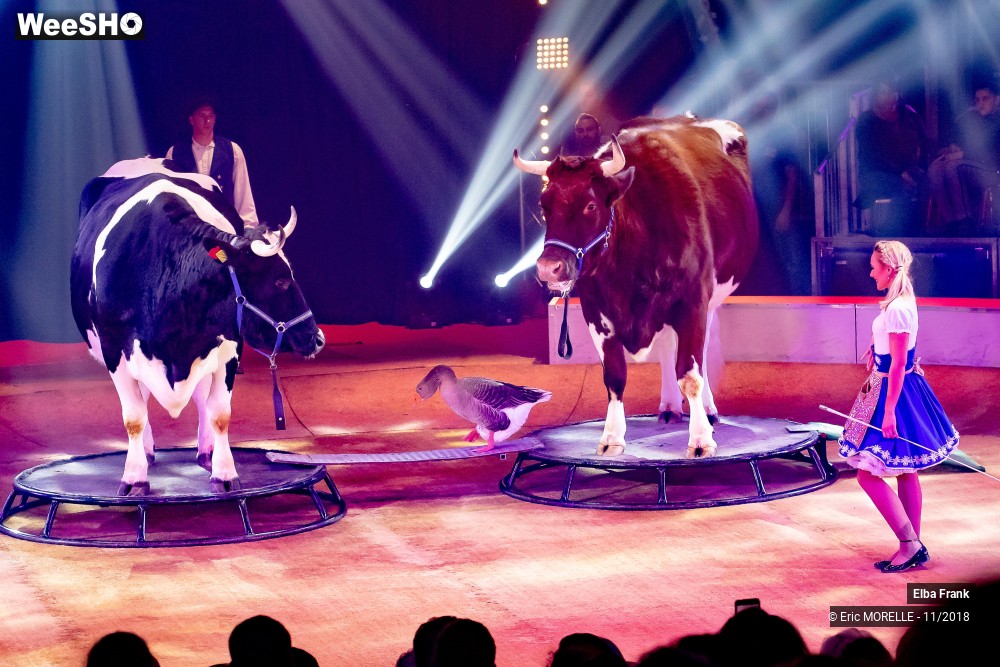 20/50 photos du spectacle Elba Frank  - dressage