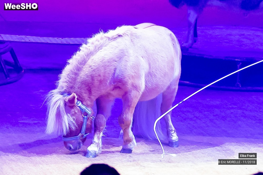 21/50 photos du spectacle Elba Frank  - dressage
