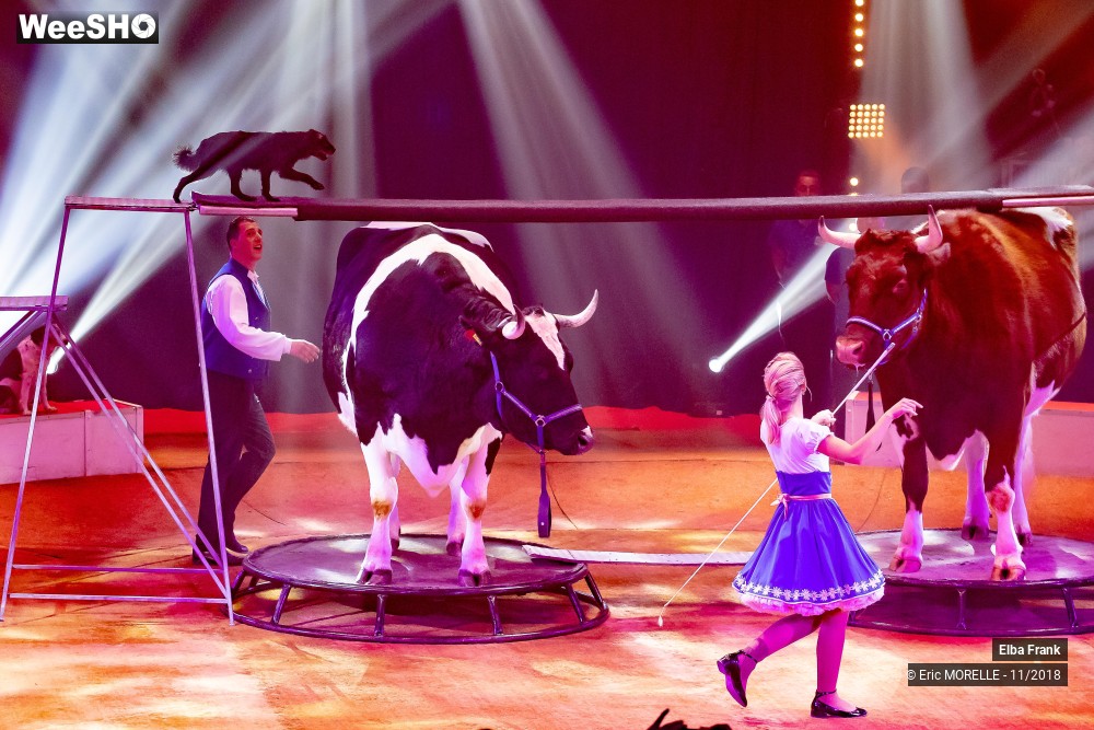 23/50 photos du spectacle Elba Frank  - dressage