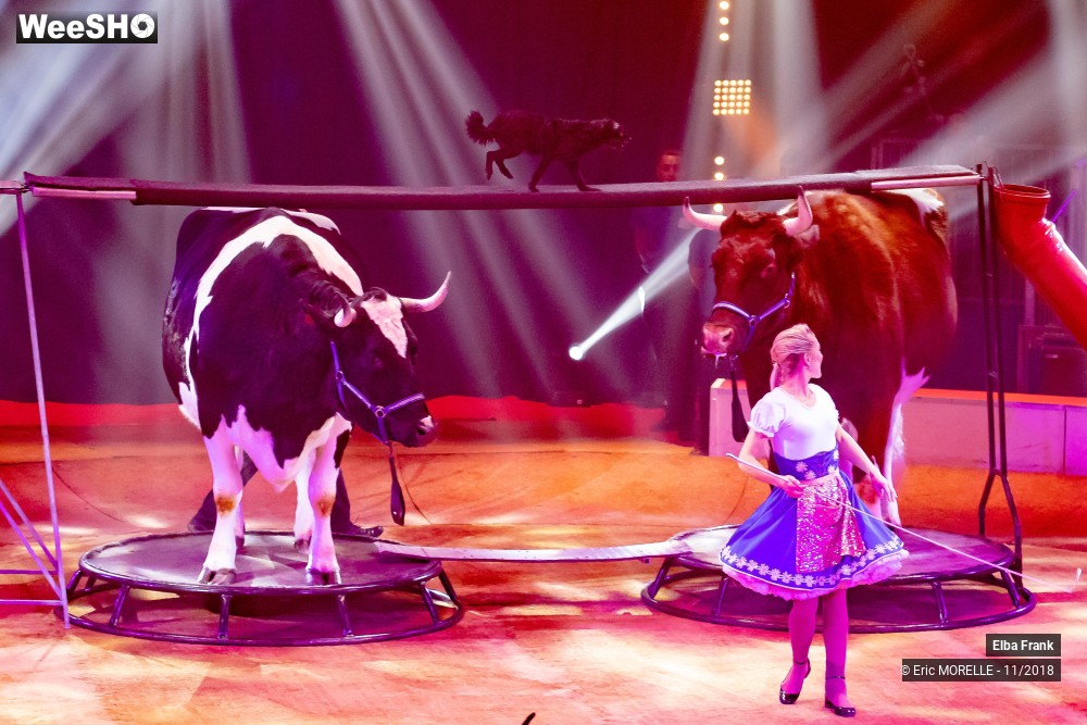 26/50 photos du spectacle Elba Frank  - dressage