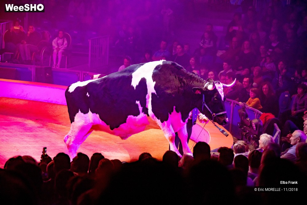 28/50 photos du spectacle Elba Frank  - dressage
