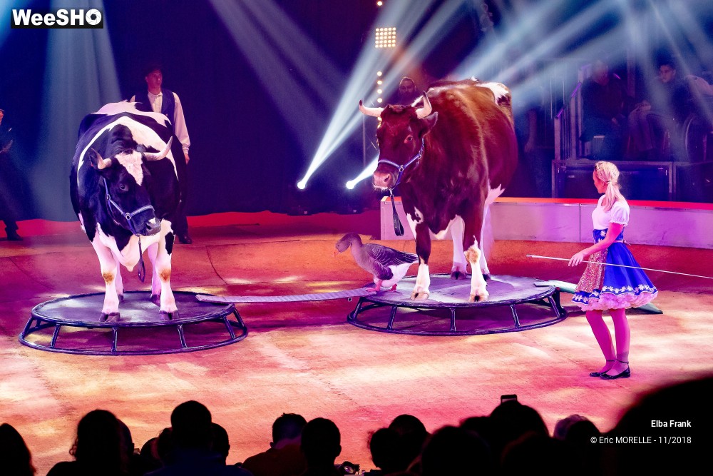 30/50 photos du spectacle Elba Frank  - dressage