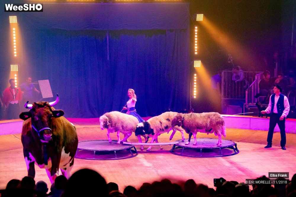 33/50 photos du spectacle Elba Frank  - dressage