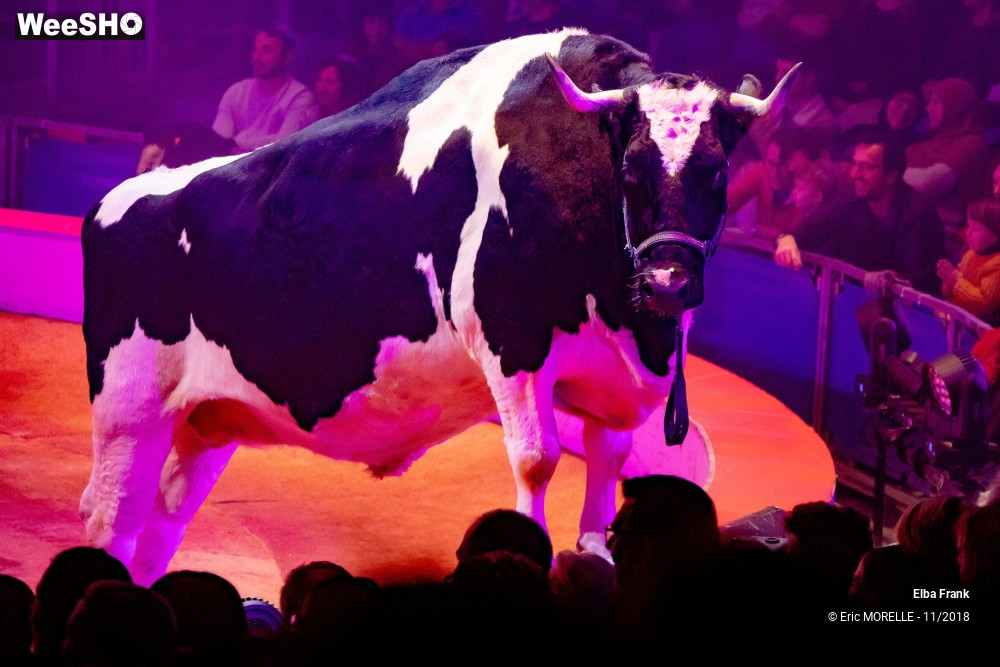35/50 photos du spectacle Elba Frank  - dressage