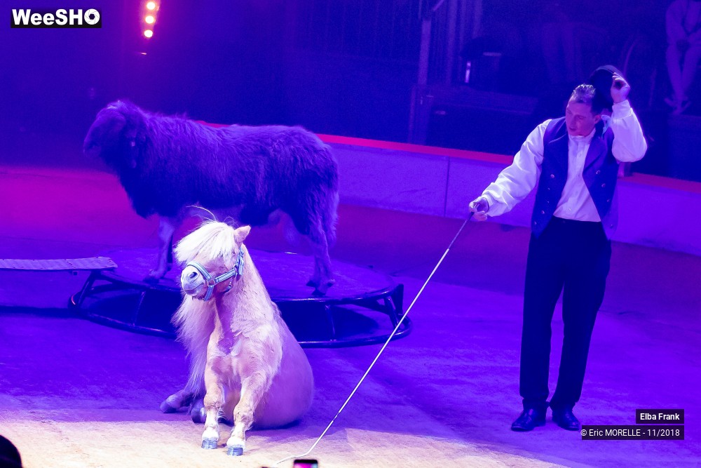 36/50 photos du spectacle Elba Frank  - dressage