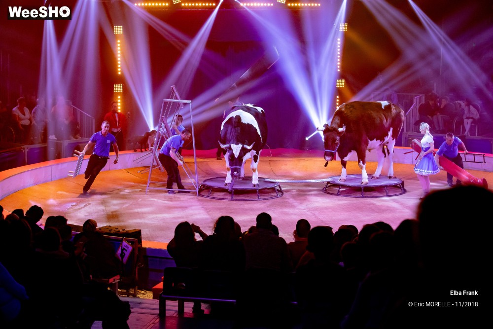 37/50 photos du spectacle Elba Frank  - dressage