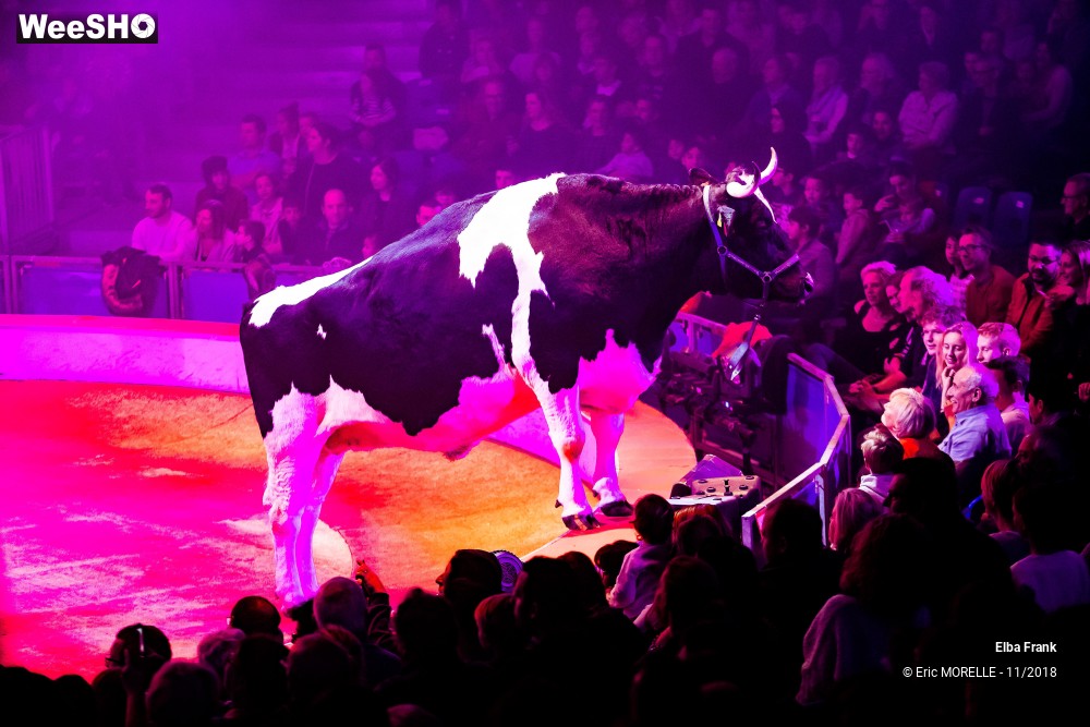 40/50 photos du spectacle Elba Frank  - dressage