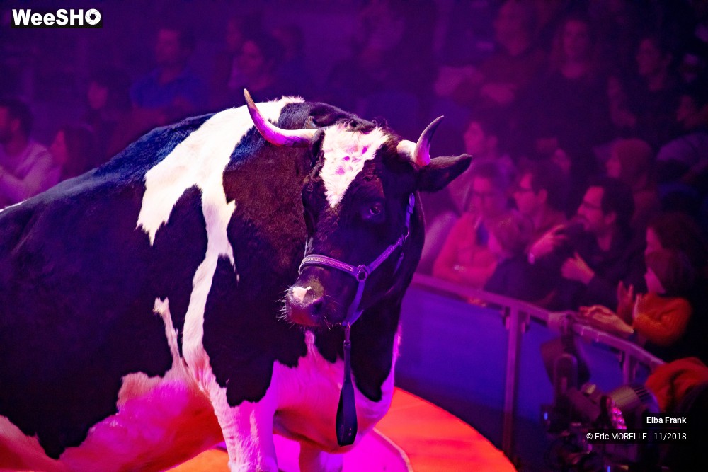 41/50 photos du spectacle Elba Frank  - dressage
