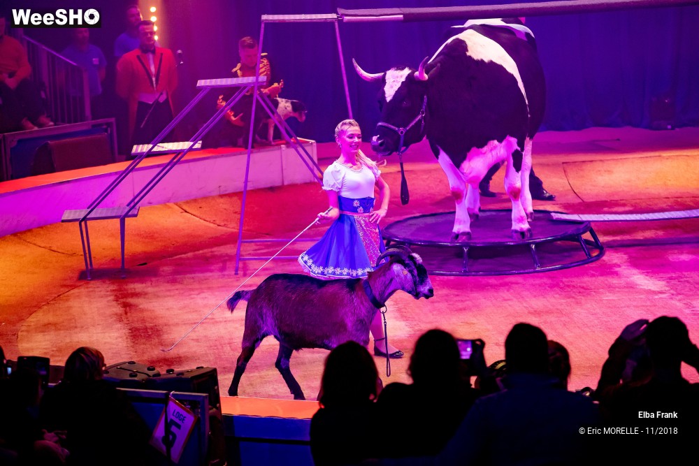 50/50 photos du spectacle Elba Frank  - dressage