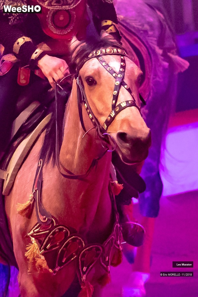 3/50 photos du spectacle Les Muratov - Equestre
